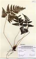 藏品(台東鱗毛蕨)的圖片